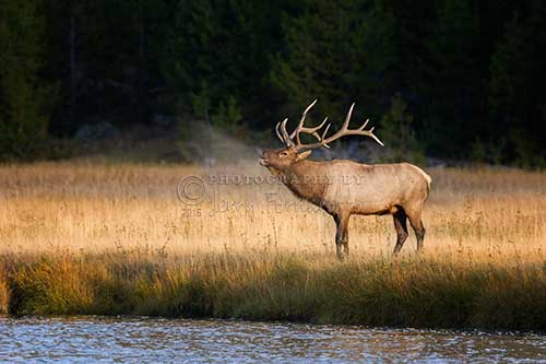 This photo of a bull elk in rut was taken along the Madison River, Yellowstone National Park.