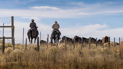 Cowboys driving cattle. 