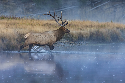 A bull elk crossing a misty Madison River in Yellowstone National Park.