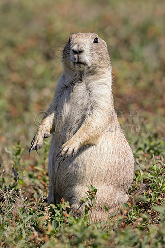 Black-tailed prairie dogs are a rodent found in the Great Plains of North America. This prairie dog was photographed at Robert's Prairie Dogtown inside the park.
