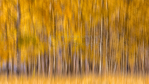 A creatively proceesed image of Aspen trees turned to a golden color.