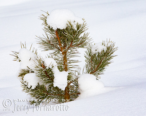 Pine in Snow