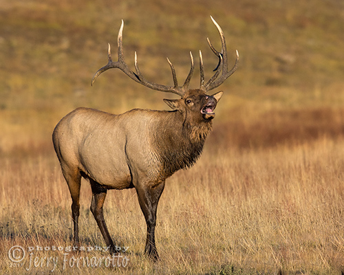 Tasting the air or flehming is how a bull elk knows when a cow elk is in estrous.