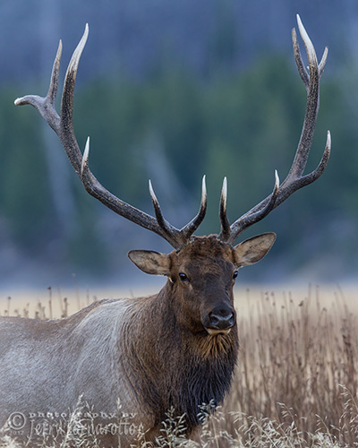 Elk with Polished Points