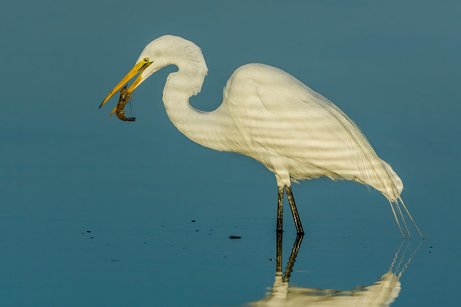 A Great Egret holds a shrimp in its bill while standing in shallow water.