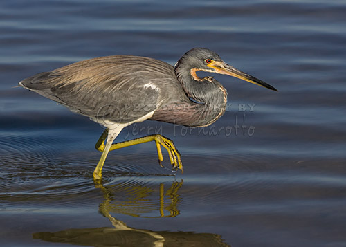 The Tricolored Heron is also know as the Louisiana Heron. This small heron can be found in sub-tropical swamps.