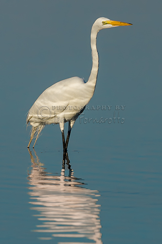 The Great Egret is also known as the Great White Heron. This bird stands 31/2 feet tall and has a wingspan of 67 inches. This image was captured with a Canon Mark II with a 600mm Canon L lens. 
