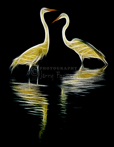 A creative image of a pair of Great Egrets.