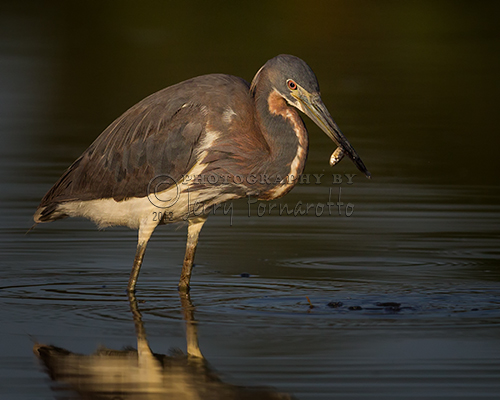 Tricolored Heron with Small Fish