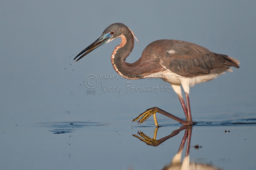 Tricolored Heron Stepping