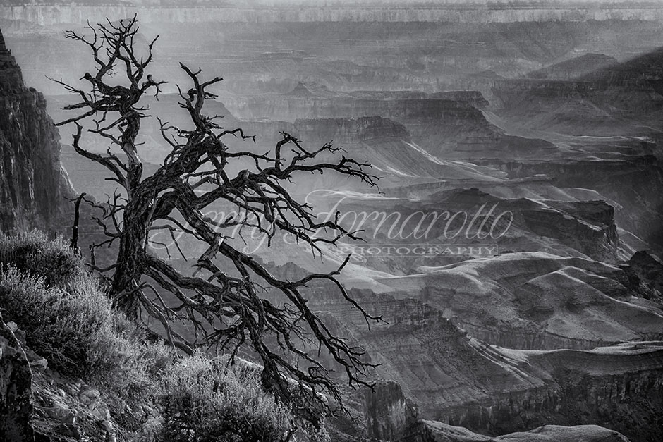 Tree at Lipan Overlook Grand Canyon B&W