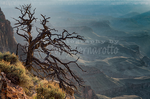 Tree at Lipan Overlook Grand Canyon