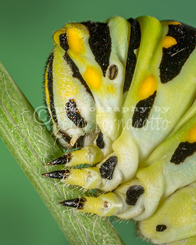 An extreme close up of a monarch caterpillar taken with a Canon MP-E65 macro lens.