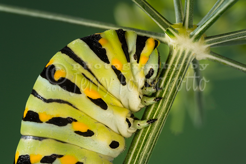 Black Swallowtail Caterpillar on Dill