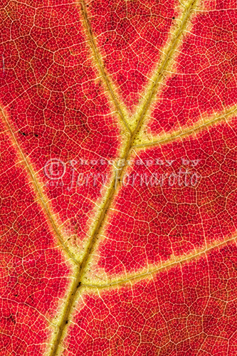 Maple Leaf Close Up