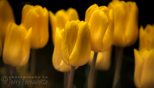 Close up photo of a row of yellow tulips at peak bloom.