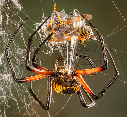 Argiope Spider wrapping a Hornet.
