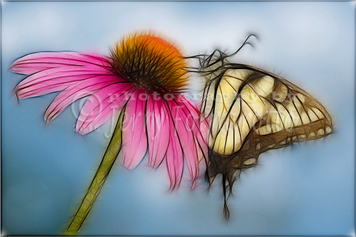A creatively processed image of a Tiger Swallowtail on a Cone flower.