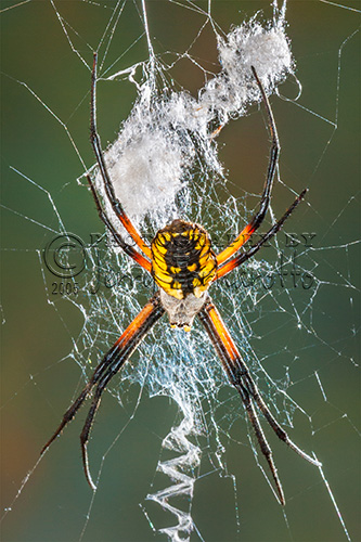 A Black-and-yellow argiope spider on its web.