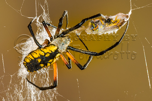 Black and Yellow Argiope with Hornet