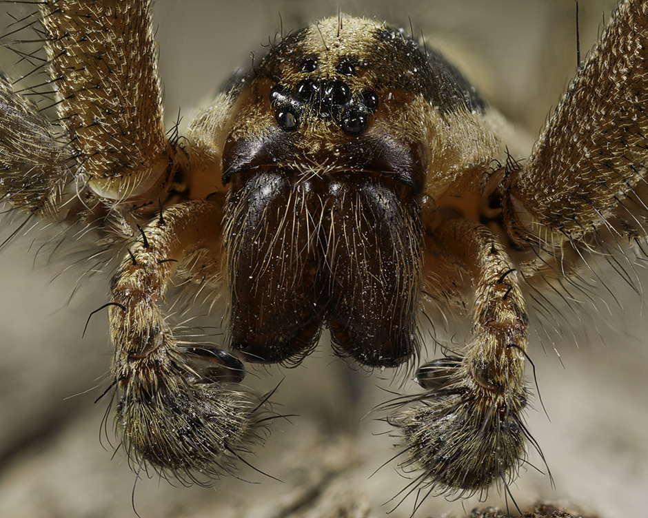 Rabid Wolf Spider, is a species of spiders from the Lycosidae family, native to North America. In the United States it can be found from Maine to Florida and west to Texas.