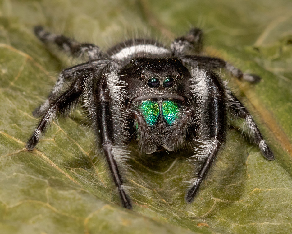Phidippus regius, known commonly as the regal jumping spider, is a species of jumping spider in eastern North America. Adult males range from 6 to 18 mm in body length and average 12 mm.