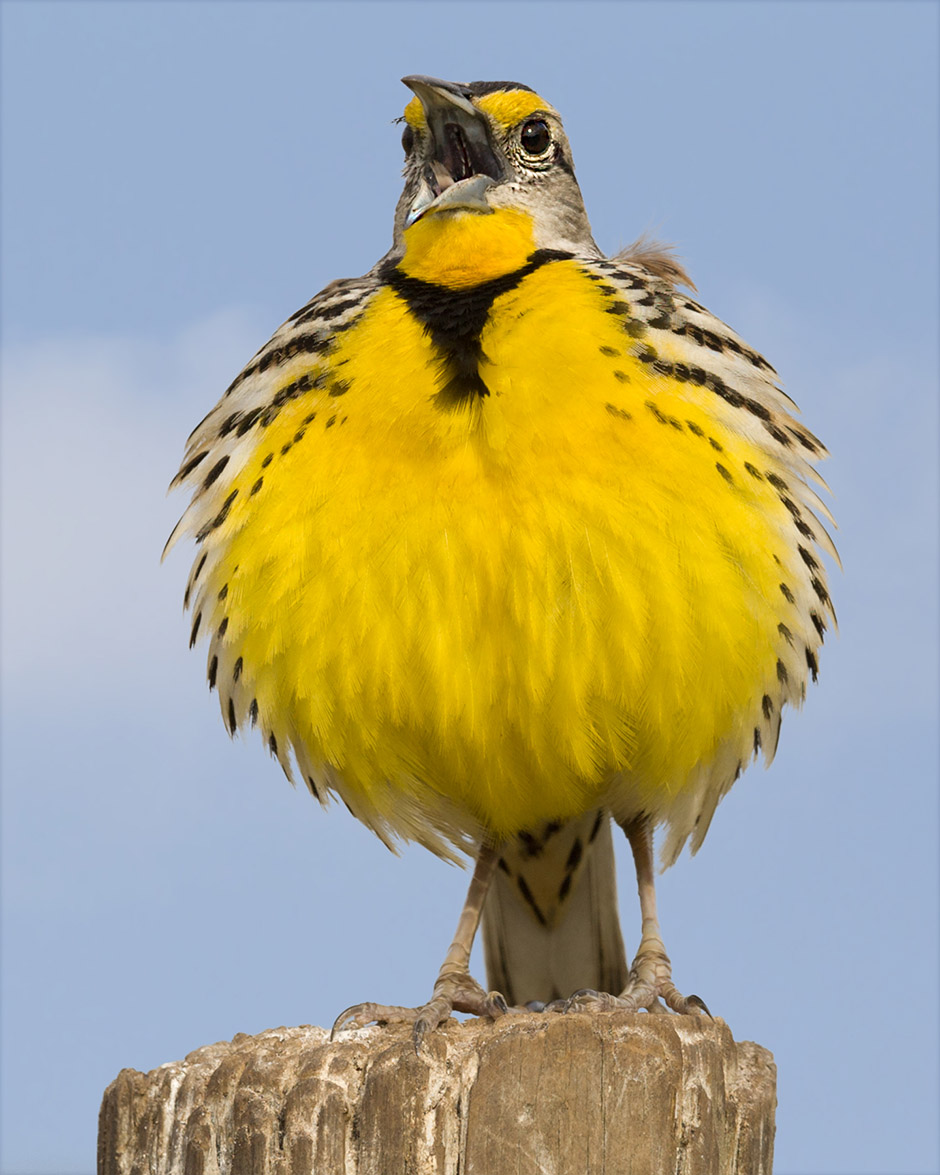 An adult Eastern Meadowlark is about 10 inches long. They can be found in grasslands, praires and hay fields.