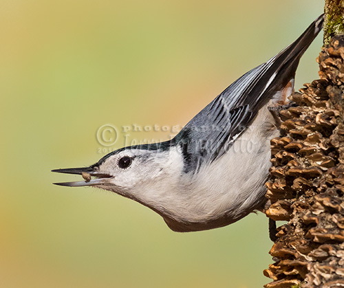 The white-breasted nuthatch forages for insects on trunks and branches and is able to move head-first down trees. Their winter diet is mostly seeds.