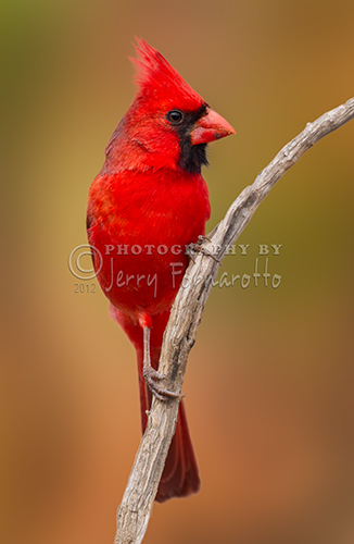 The Northern Cardinal can be found in southern Canada, through the eastern United States from Maine to Texas and south through Mexico.