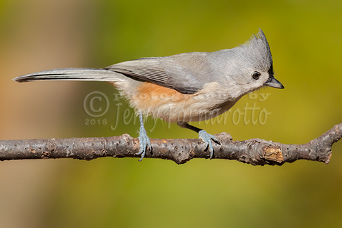 The tufted titmouse is a small North America songbird. They feed on insects, seeds, nuts and berries.