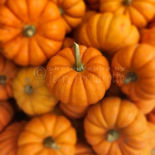 A group of mini pumpkins.