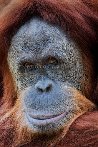Sumatra Orangutan Portrait