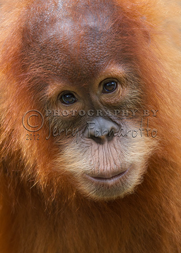 Sumatra Orangutan Juvenile