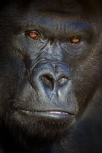 The western lowland gorilla can be found lowland swamps in central Africa.