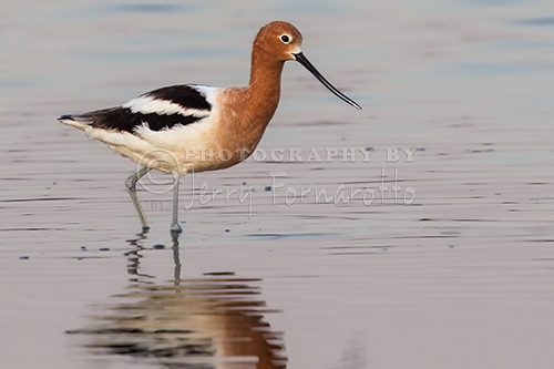 The avocet is a member of the stilt family. It is 20 inches in length, a wingspan of 30 inches and weights 14-15 onces. Avocets can be found throughout North America.