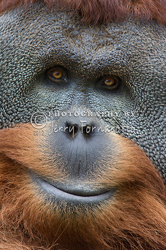 The Sumatran Orangutan are found only on the northern end of the island of Sumatra. It is estimated that there about 7,300 survive in the wild. 