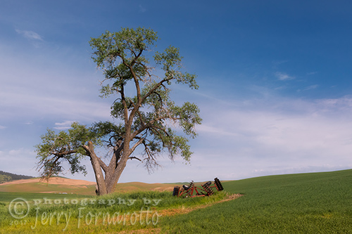 Old Tree in the Palouse