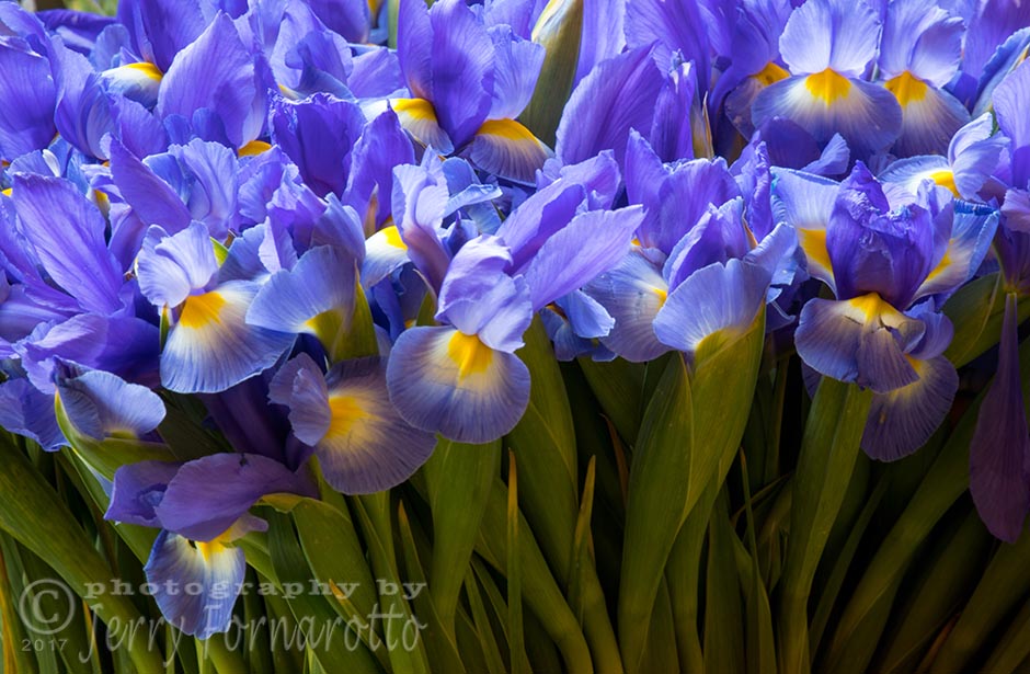 A beautiful bunch of purple irises at the famous Pike Place Market, Seattle, Washington. Canon 5D MKIV, Canon 100-400mm set to 400mm, 1.6sec, f16