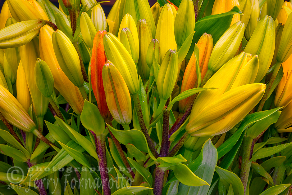 A beautiful bunch of day lily buds at the famous Pike Place Market, Seattle, Washington. Canon 5D MKIV, Canon 24-70mm set to 70mm, 1/6sec, f16