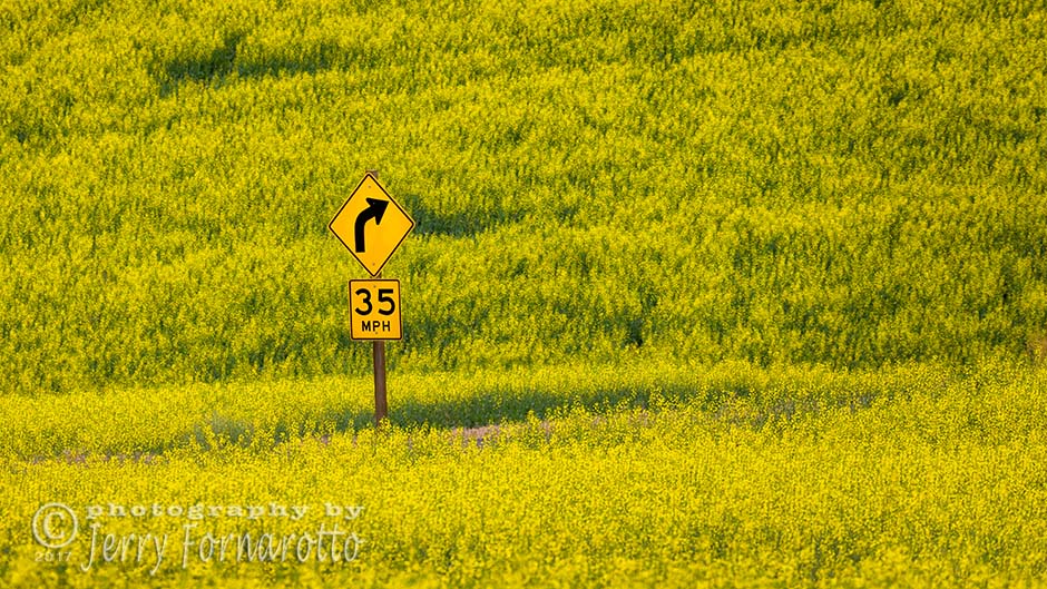 Sign in Canola Field