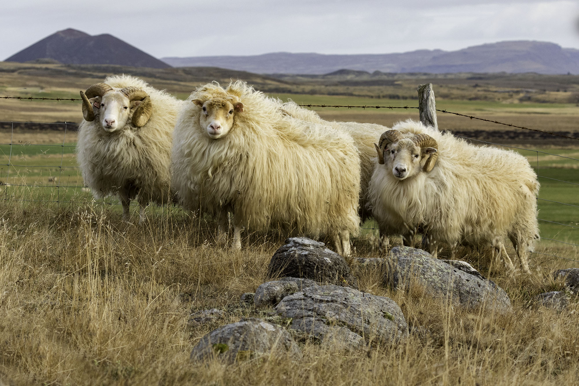 Icelandic sheep have been bred for a thousand years in a very harsh environment. They are breed for their wool and meat.