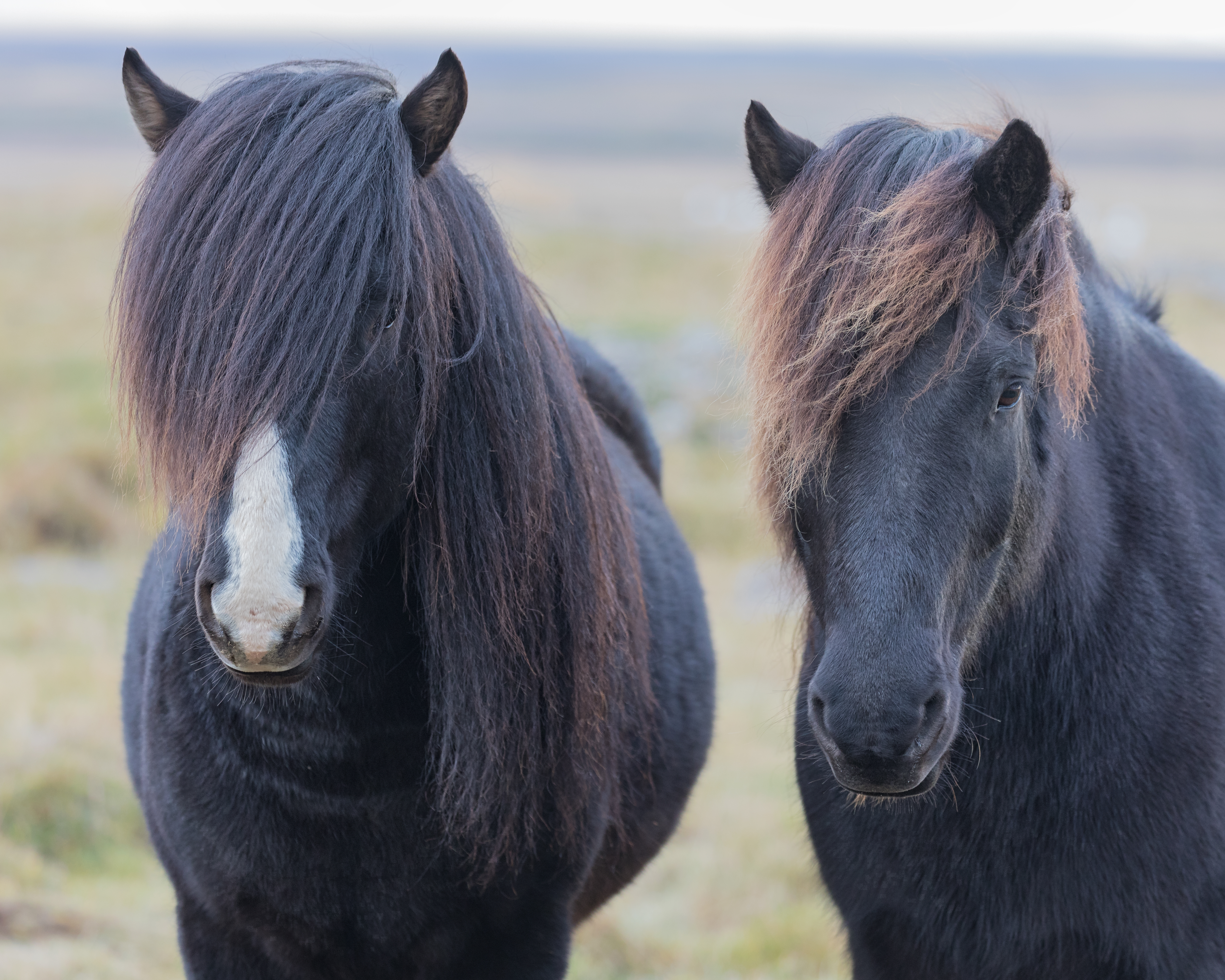 Icelandic Horses Duo