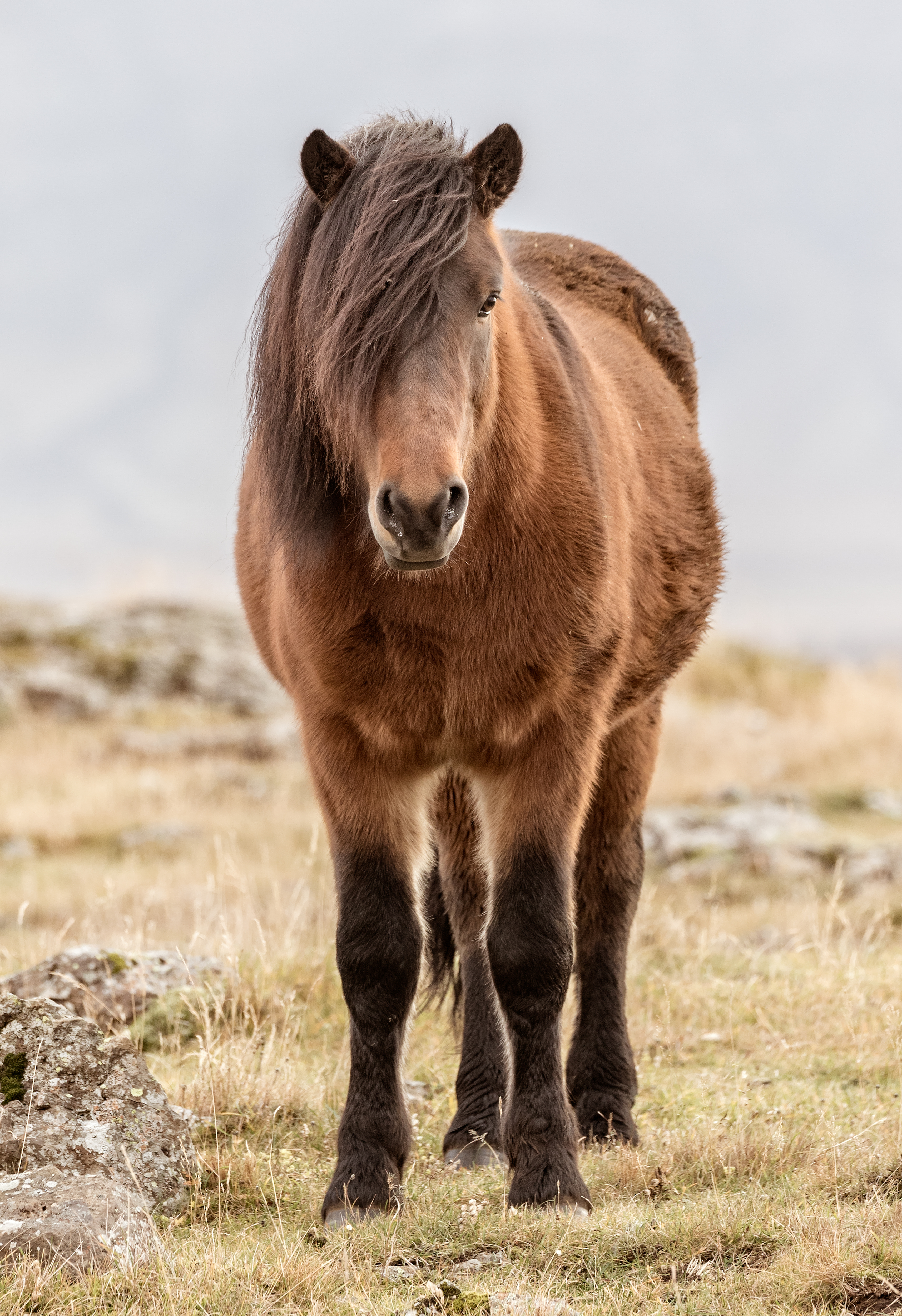 The Icelandic horse is a breed of horse developed in Iceland. These horse are small and sometimes pony size.