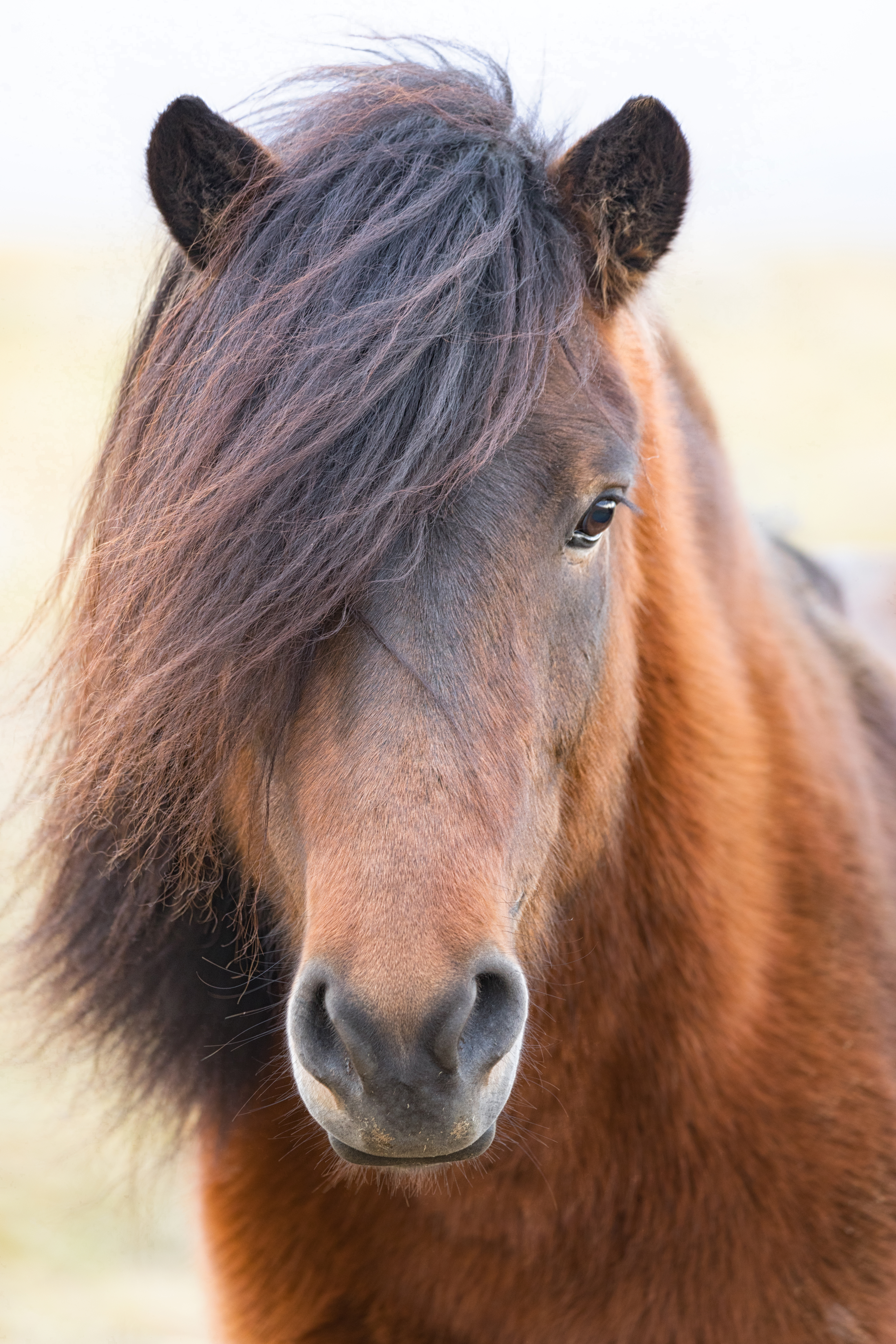 Iclelandic Horse Close Up