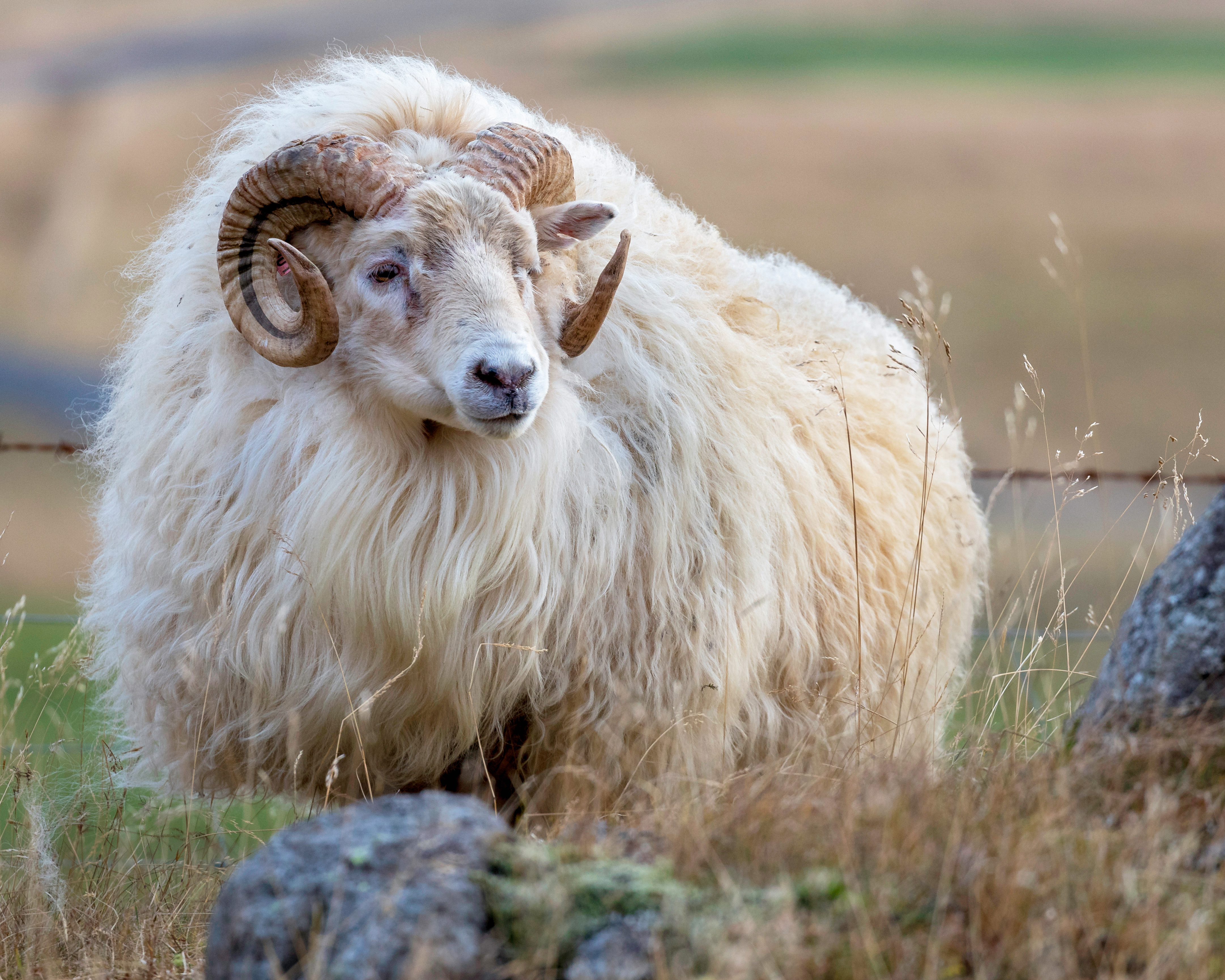 Icelandic Ram