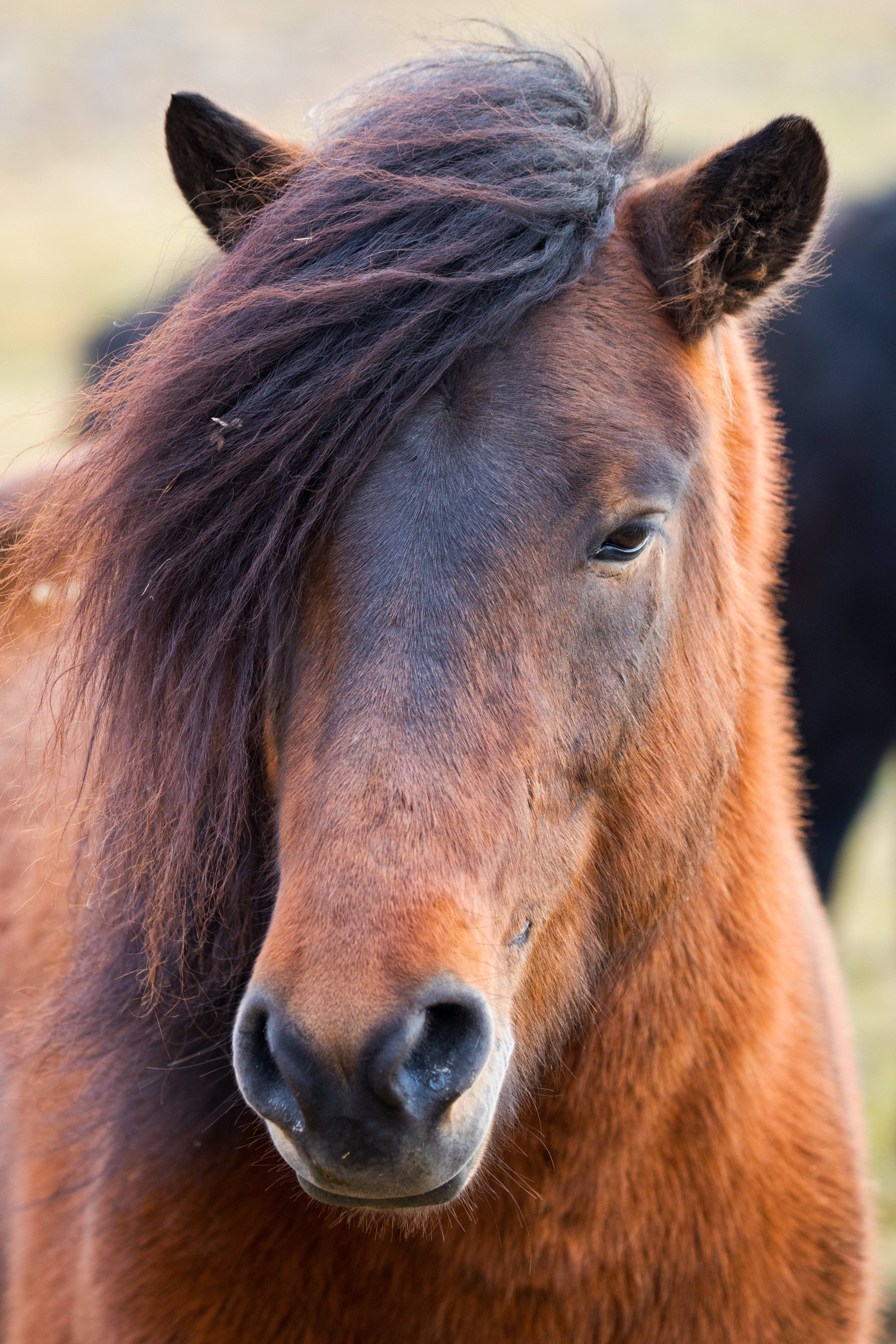 Icelandic Horse Profile