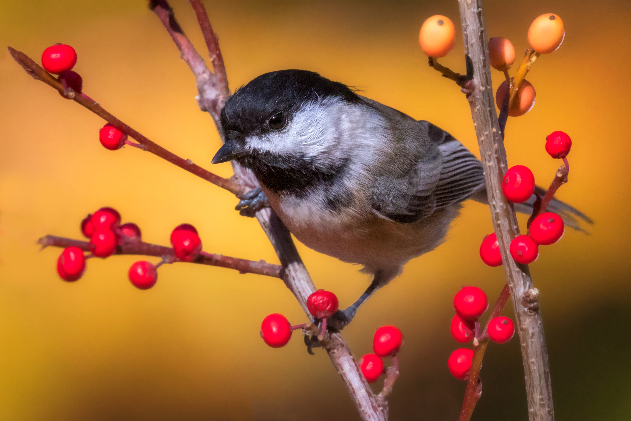 Black-capped Chickadee is a small nonmigratory song bird. It feeds insects, seeds and berries.