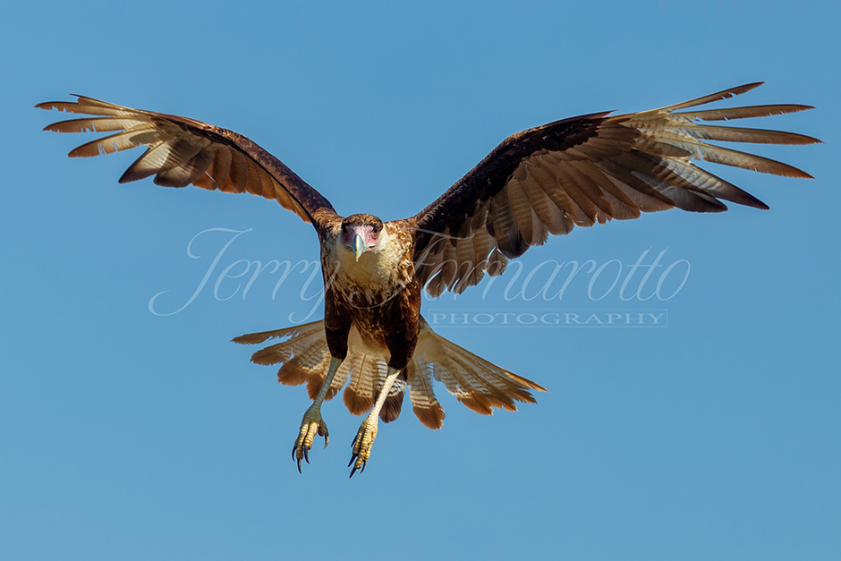 Caracara with Wings Spread