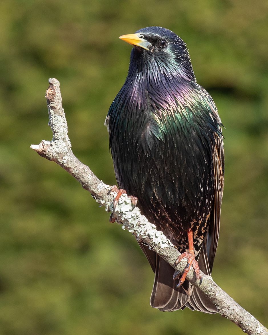 The European starling is about 8 inches long and has glossy black plumage with a metallic sheen, which is speckled with white at some times of year. The legs are pink and the bill is black in winter and yellow in summer. They builds their nest in a natural or artificial cavities in which four or five glossy, pale blue eggs are laid. Starlings eat a wide range of invertebrates, as well as seeds and fruit.