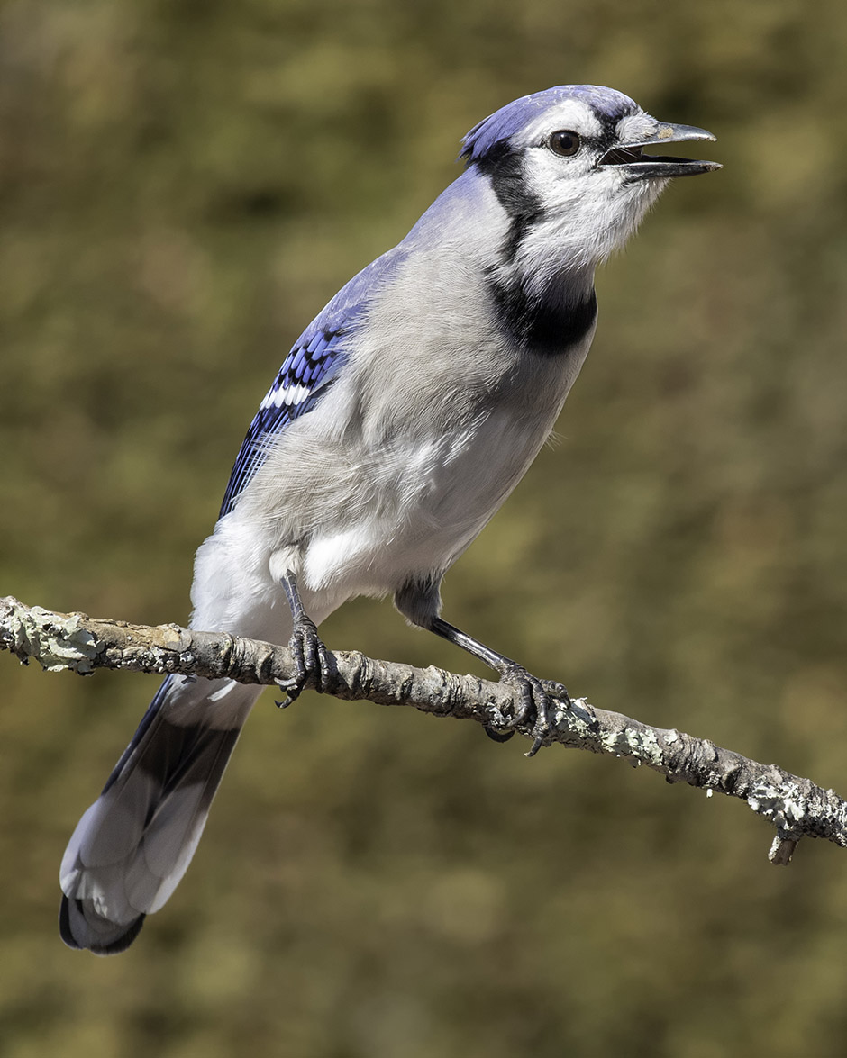 Blue Jays are birds of forest edges. A favorite food is acorns, and they are often found near oaks, in forests, woodlots, towns, cities, parks.